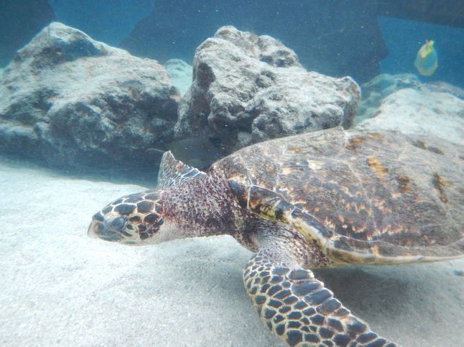 少し歩いたところにあるウミガメ館に行く。<br />癒されるわ〜