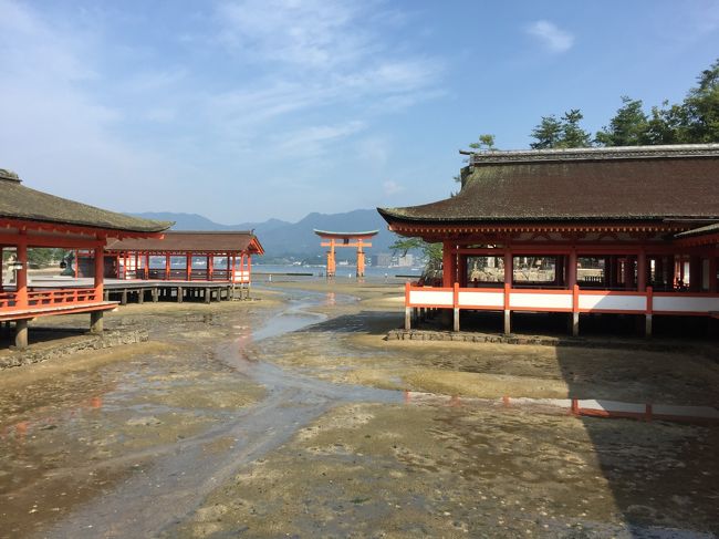 厳島神社へ<br /><br />朝８時ごろはまだ人が少なく、みなさんが掃除をしています。<br />すがすがしい気分