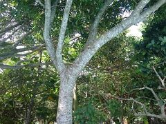 今朝も蝉ちゃんたちは絶好調です！