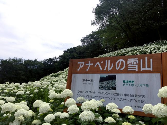 前編 アナベルが好きー あきる野の斜面に咲く 真っ白な世界の巻 あきる野 秋川渓谷 東京 の旅行記 ブログ By ハナコさん フォートラベル 前編 アナベルが好きー あきる野の斜面に咲く 真っ白な世界の巻 あきる野 秋川渓谷 東京 の旅行記 ブログ By ハナコさん フォートラベル