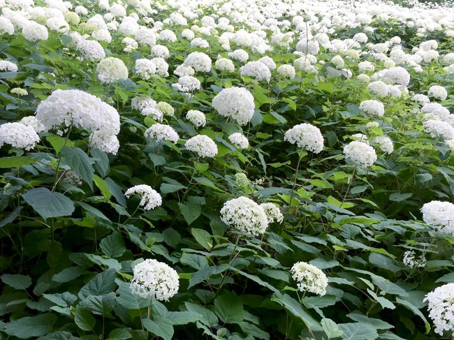 前編 アナベルが好きー あきる野の斜面に咲く 真っ白な世界の巻 あきる野 秋川渓谷 東京 の旅行記 ブログ By ハナコさん フォートラベル 前編 アナベルが好きー あきる野の斜面に咲く 真っ白な世界の巻 あきる野 秋川渓谷 東京 の旅行記 ブログ By ハナコさん フォートラベル