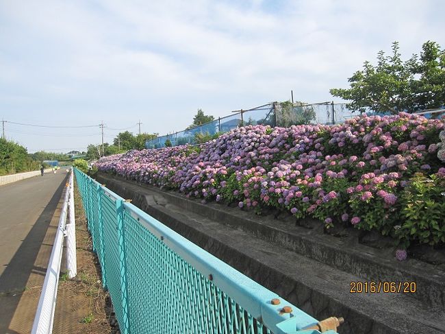 あじさい緑道」を求めて「折本農業専用地区」を歩く』港北・長津田