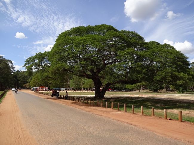 このー木なんの木、気になる、気になる<br />そっくりです