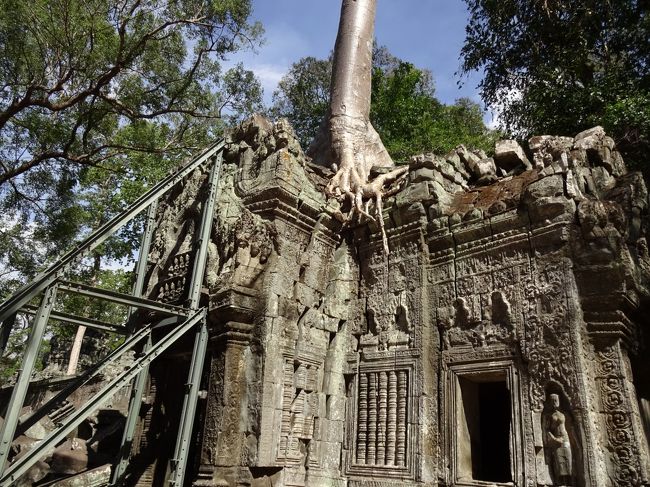 鳥の糞に入っていた種が成長してこの状況です。<br />木が破壊する原因なのですが、今は、遺跡を支えているようです。<br />ガイドさんに、木を取り除いて、遺跡を修復しないの？と聞くと。<br />木があった方が面白いのでこのまま。<br />