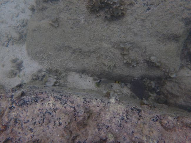 なんか、今日は事情があっていつものビーチからの出発ではないらしい・・・<br /><br />いたのはチョウチョウオだけ