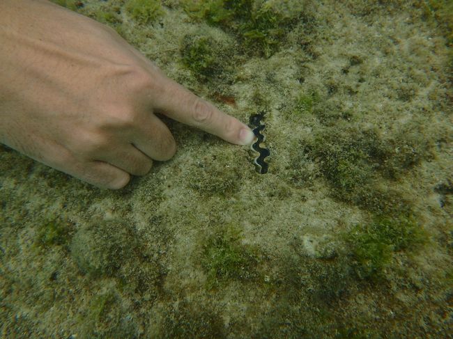 シャコガイだって！