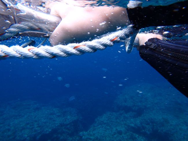 必死に板の紐を掴みながら、マンタがいるかもしれない場所まで泳ぎます。<br /><br />世界で珍しいくらいの遭遇率らしいですが、１００％ではありません。