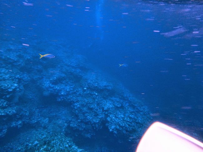 ダイバーの気泡がいたるところに見え始めた頃、ガイドさんが「います！マンタです！」<br />ほんと、写真にはうまく撮れなかったのですが、マンタが１匹雄大に泳いでいます！