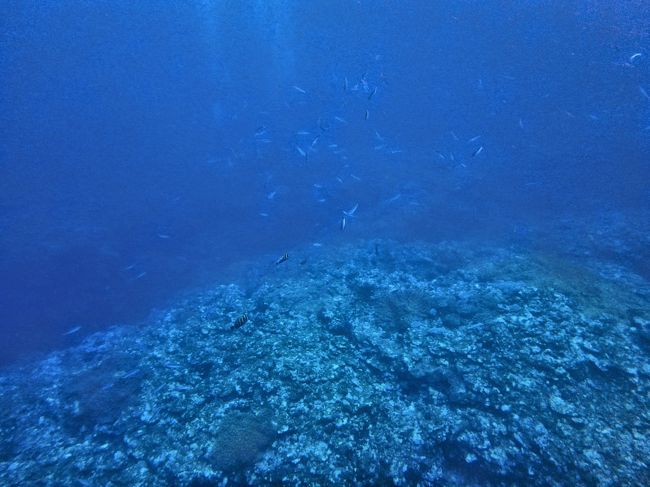 マンタは決まった場所で体のクリーニングをするらしく、そこがマンタのスポットとなるようです。<br /><br />結構長くマンタのそばを泳ぎましたが、マンタがクリーニングを終えて移動したみたいです。<br /><br />ボートの方へ戻ることにしました。