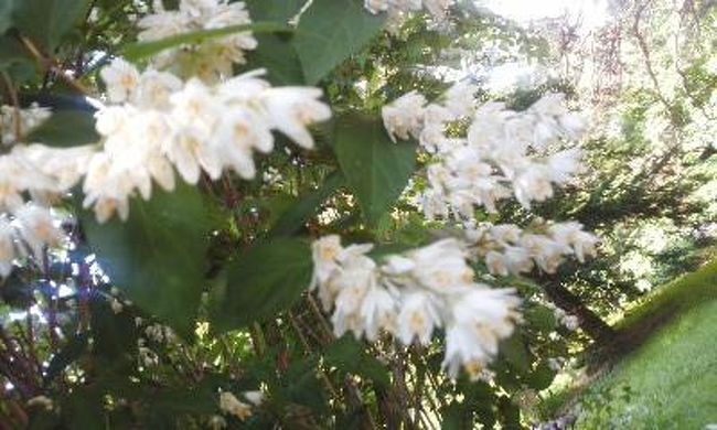 何の花？綺麗に咲いてました！