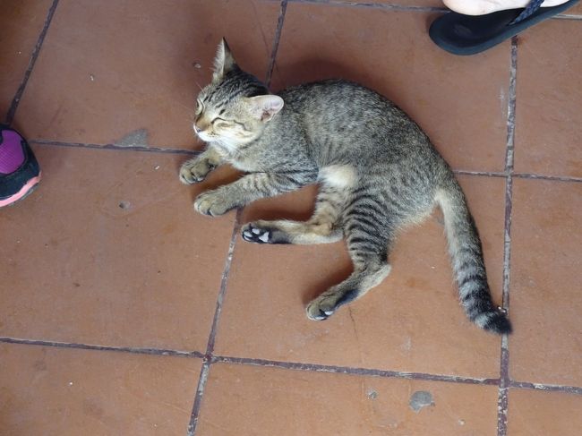 御飯を食べて、最後の訪問先トンレサップ湖へきました<br />獏睡しているにゃんこを白人のネーチャンが、足で小突いて起こしました。<br />心がありません。<br />