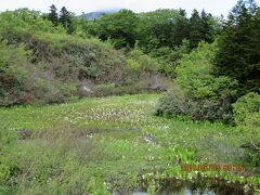 酸ヶ湯温泉8：30出発で地獄沼・睡蓮沼と車を止めて見学するも昨日同様寒い！
写真は睡蓮沼に行く途中の国道の脇です。
地図にも載っていない所ですが水芭蕉が6月だというのに満開です。
積雪量も日本有数ですから随分寒い処なんですねぇ〜