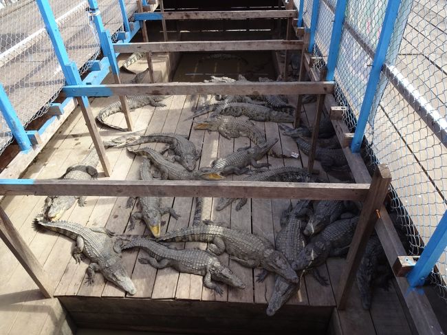 帰り際、やはりフローティングショップに導かれました。<br />想定内<br />湖には、ワニもいると言っていましたが、結構でかい