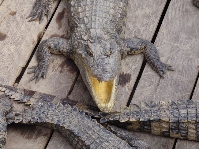 口開けっ放しで、威嚇していましたが、君の末路は