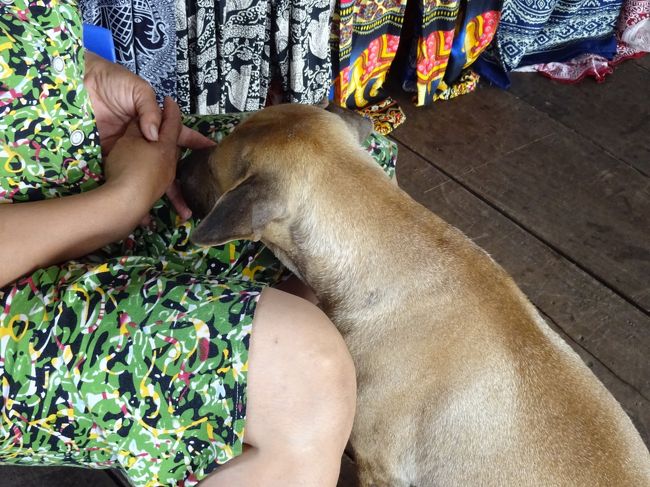 お店のわんこ<br />お母さんに甘える、甘える