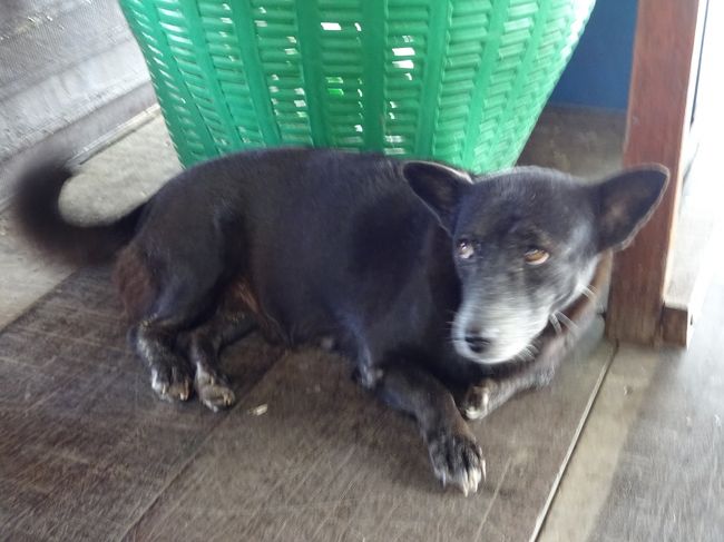 この看板犬も、カメラ向けると尻尾ふりふりして頂けたのですが、シャッター間に合いませんでした。