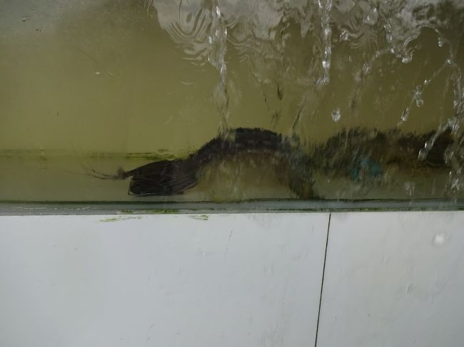 ３０ｃｍ越えのシャコさんをチョイス<br />お店の名は、レッドクラブシーフードレストラン<br />検索しても場所は、特定できませんでしたが、国道プノンペンン方向の右側でした。<br />ザ・クール・ホテルの近くのよう。<br />海鮮料理が食べたい方にお勧めです。<br /><br />National Road No. 6 Phum Krous Sangkat Svay Dangkum Siem Reap Road Cambodia Siem Reap<br />+(855)63966599