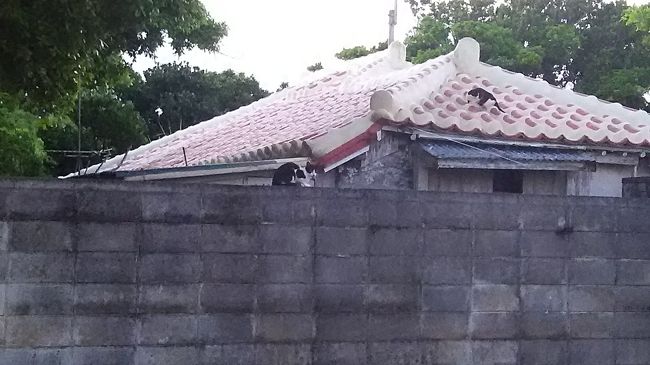 朝日を見に伊古桟橋へ<br /><br />塀の上、屋根の上に　ねこ<br /><br />