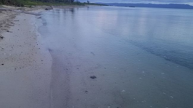 画面中央にサメ　（見えないですよね）