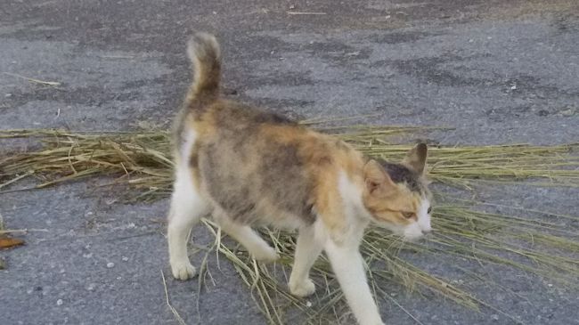 おなかの大きなネコ　もう生まれる？