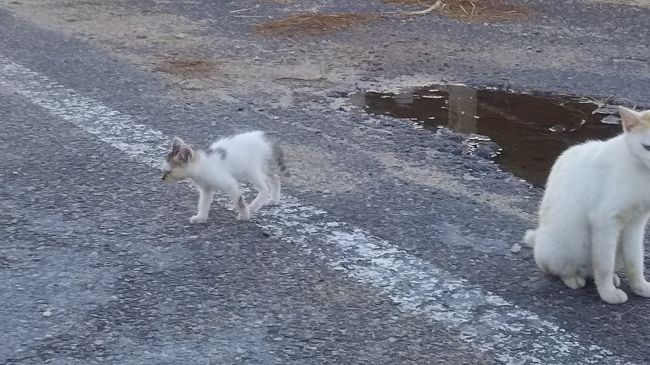ここにも子猫