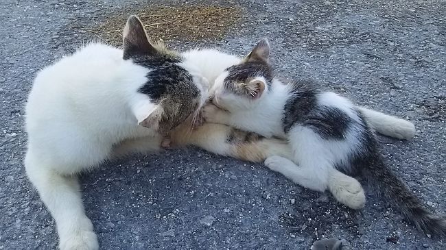 道の真ん中で授乳