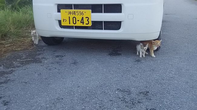 車の下にもぐった子猫たち