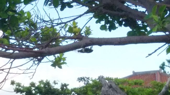 にぎやかなクマゼミ