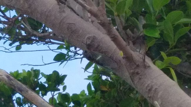 簡単に捕まえられそうです