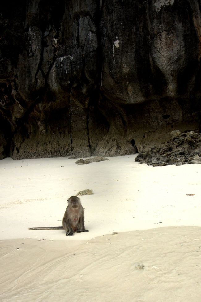 サルがいます。