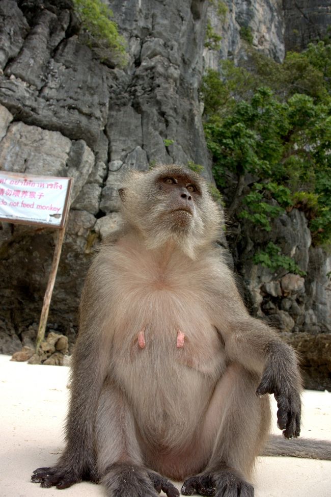 遠くを見つめ何か待っているのでしょうか？<br /><br />かなり寄っても動じません。