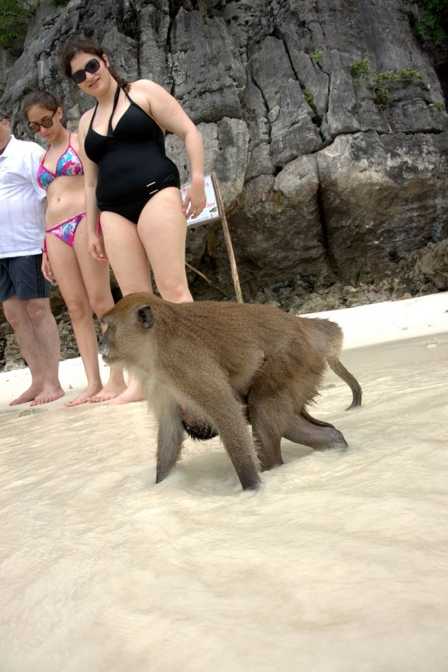 子連れの猿。<br /><br />と見つめる様子。