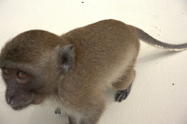 子ザルが歩いてきたのでカメラを向けると。