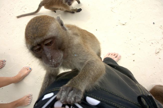 なんと、私の体を登ってきた。<br /><br />狙いは手に持っていたタバコケースで、お菓子か何かと勘違いしたみたいです。<br />バックなどは持ち込まない方がよさそうですね。