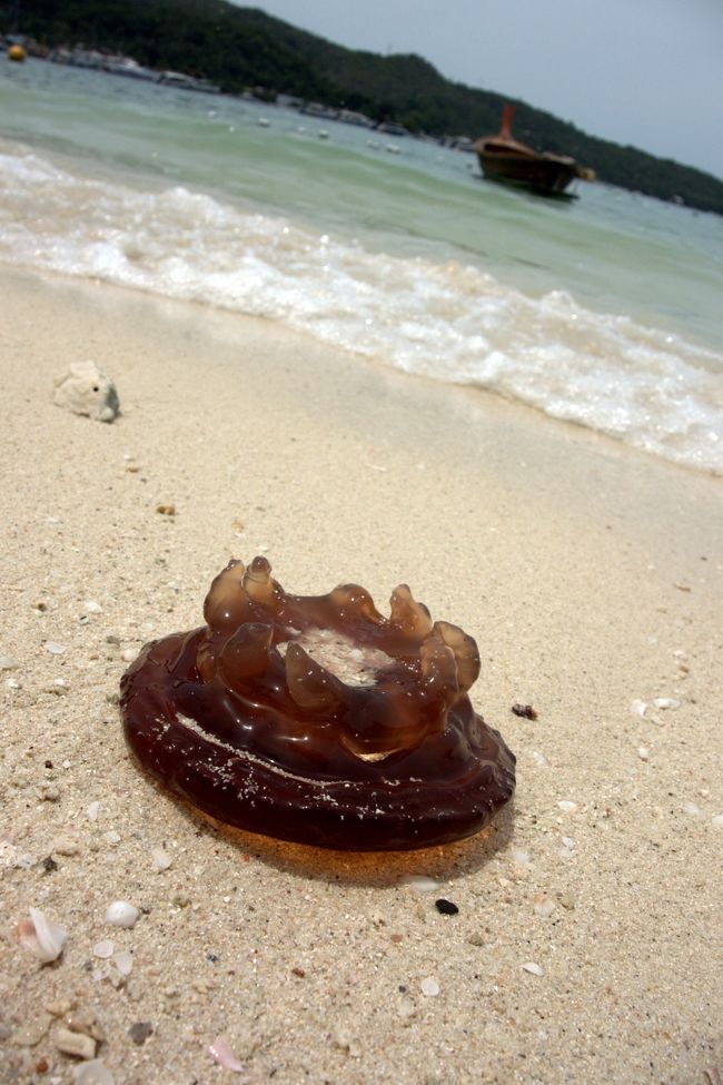 これは本物。<br /><br />クラゲが所々で浜に打ち上げられていた。