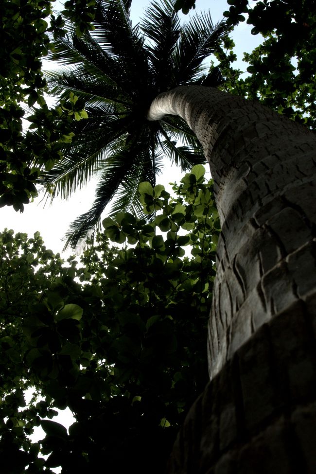 森の中、<br /><br />ヤシの木。