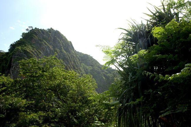 島を覆うように青々と茂る植物。