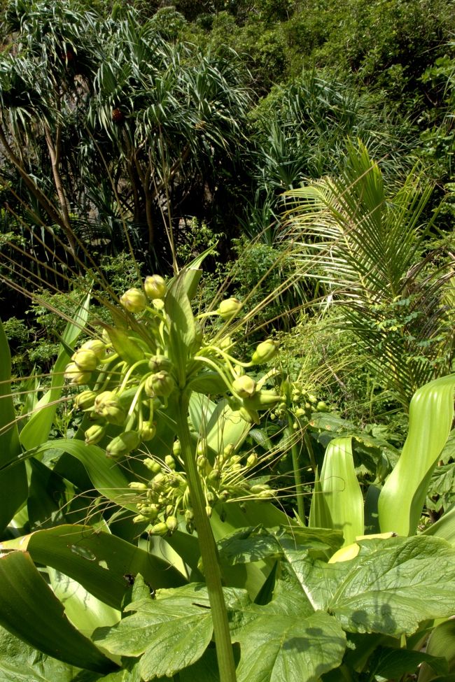 熱帯っぽい植物。