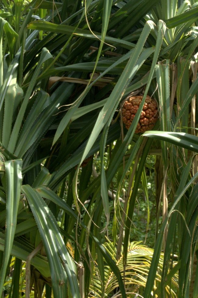 ワンピースに出てきそうな木の実。