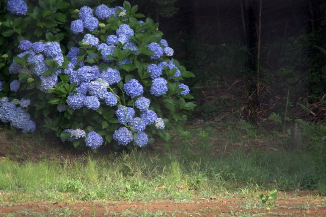 いつも利用するパーキングにてアジサイ。<br /><br />関東地方はまだ梅雨の季節ですが今年は今のところ雨不足。。<br />