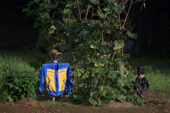 同じくかかし。<br /><br />空港近くの民間パーキング３２４０円／５日間（空港まで送迎付き）<br /><br />