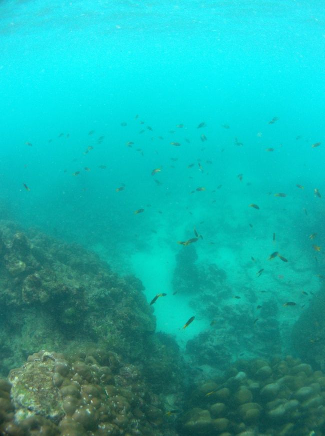 透明度は今ひとつでした。