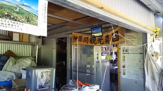 お土産用のパイナップルを買いに　伊原間農園へ