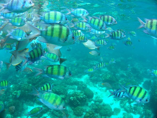 海に入ると魚の群れに、<br /><br />あちこちで歓声が、