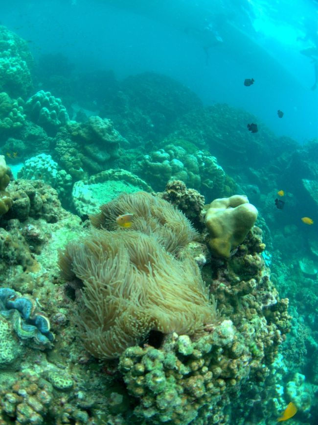 私はちょっとだけ素潜りもしてみます。