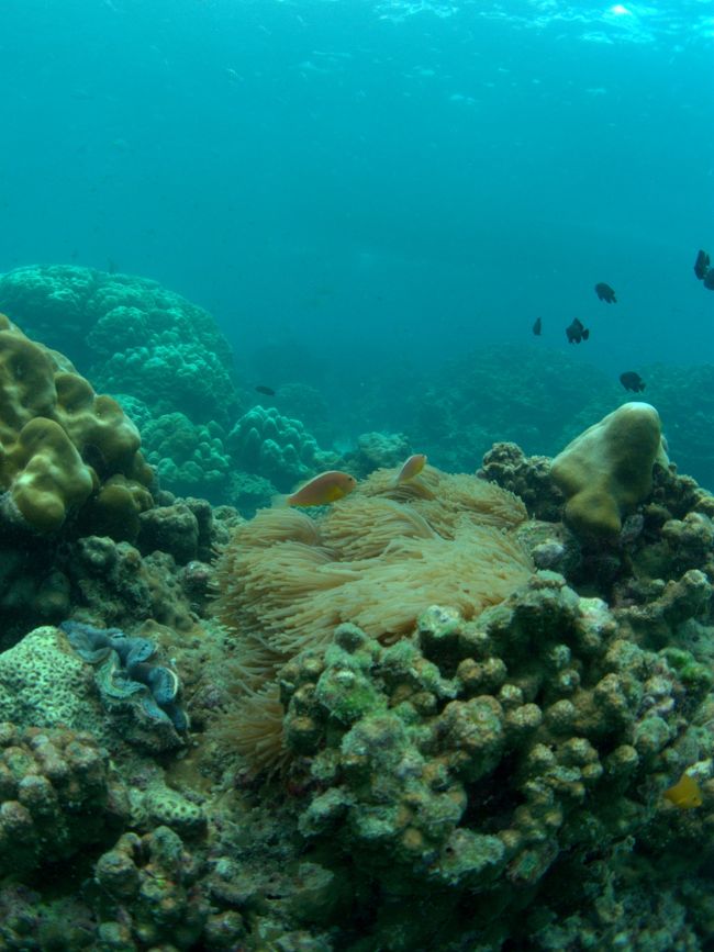 セジロクマノミ。<br /><br />潜ってもせいぜい１分程でしょうが結構面白い。