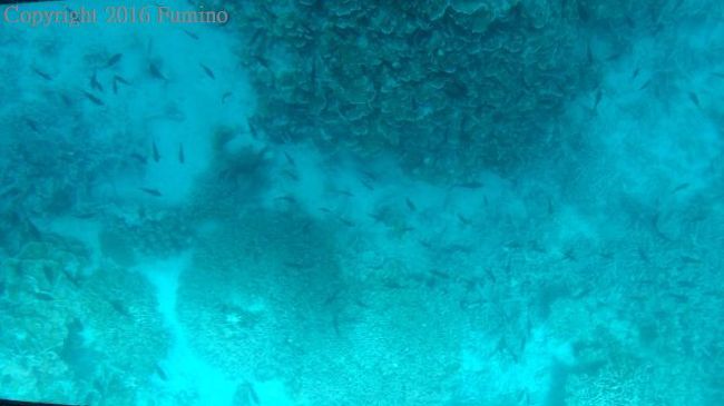 お魚さんがイッパイ(^^ゞ