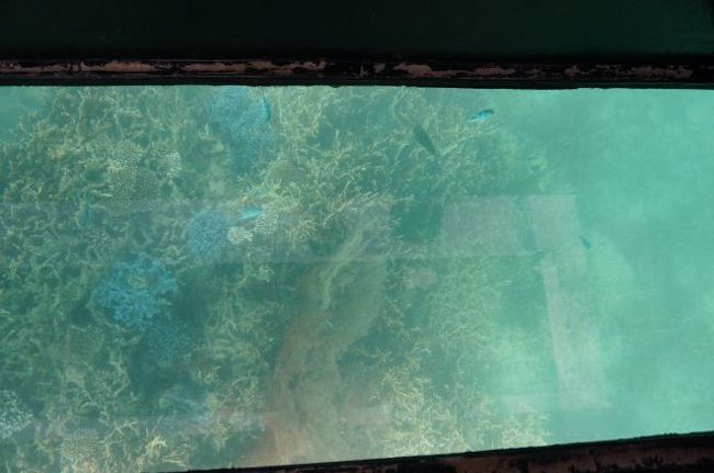 青い珊瑚礁だ〜☆