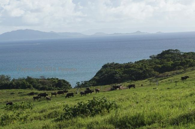 車は どんどん北上して放牧牛！<br />スクスク育って 美味しくなること間違いなし(^^)/<br />