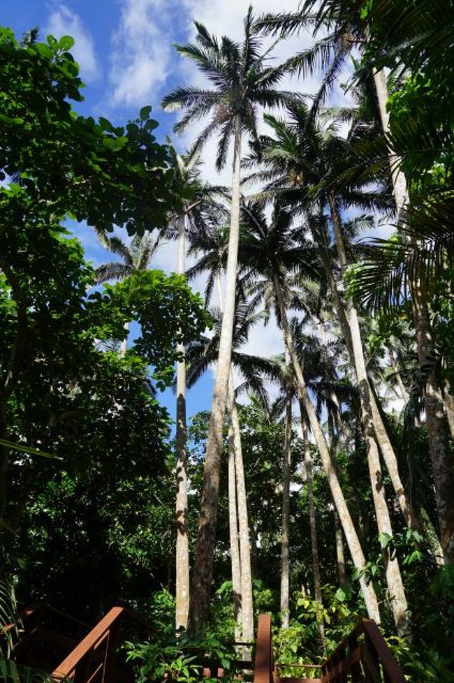 国指定天然記念物 米原のヤエヤマヤシ群落<br />無料でしたよ(^^)